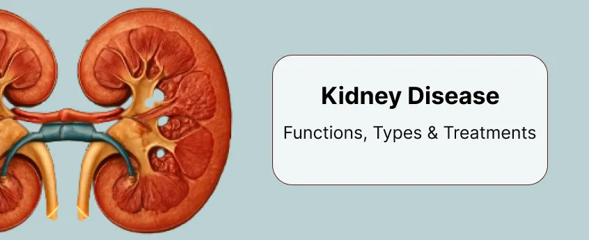 Kidney Functioning and Diseases